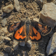 Archiearinae