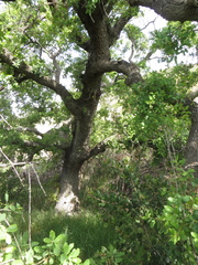 Quercus × macdonaldii
