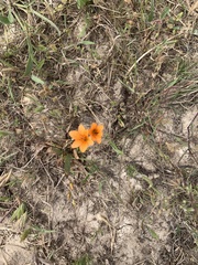 Tritonia deusta miniata