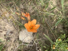 Tritonia deusta miniata