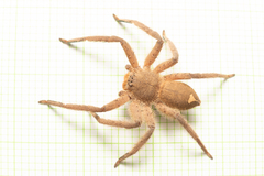 Heteropoda pingtungensis