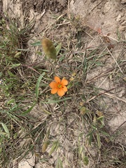 Tritonia deusta miniata