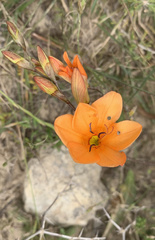 Tritonia deusta miniata