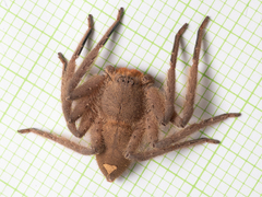 Heteropoda pingtungensis