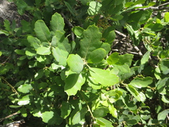 Quercus × macdonaldii
