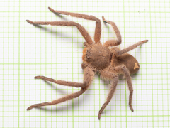 Heteropoda pingtungensis