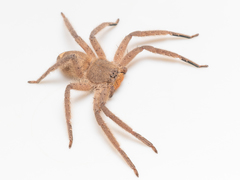 Heteropoda pingtungensis