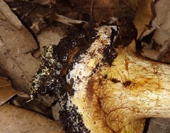 Calonarius alcalinophilus