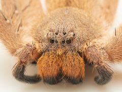 Heteropoda pingtungensis