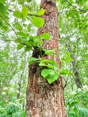 Populus maximowiczii