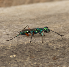 Ampulex compressa