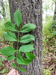 Fraxinus mandshurica