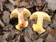 Calonarius alcalinophilus