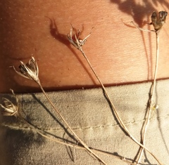 Gagea bohemica