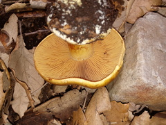 Calonarius alcalinophilus