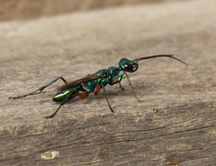 Ampulex compressa