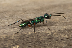 Ampulex compressa