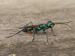 Ampulex compressa