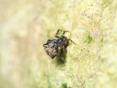 Episinus nubilus