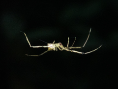 Thwaitesia margaritifera