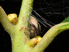 Emertonella taczanowskii