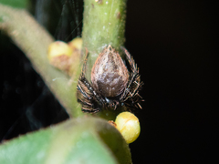 Emertonella taczanowskii