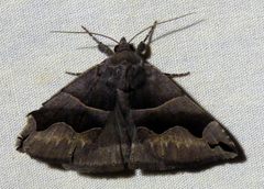 Gondysia