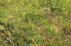 Seseli pallasii