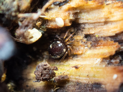 Steatoda erigoniformis