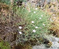 Dianthus hypanicus