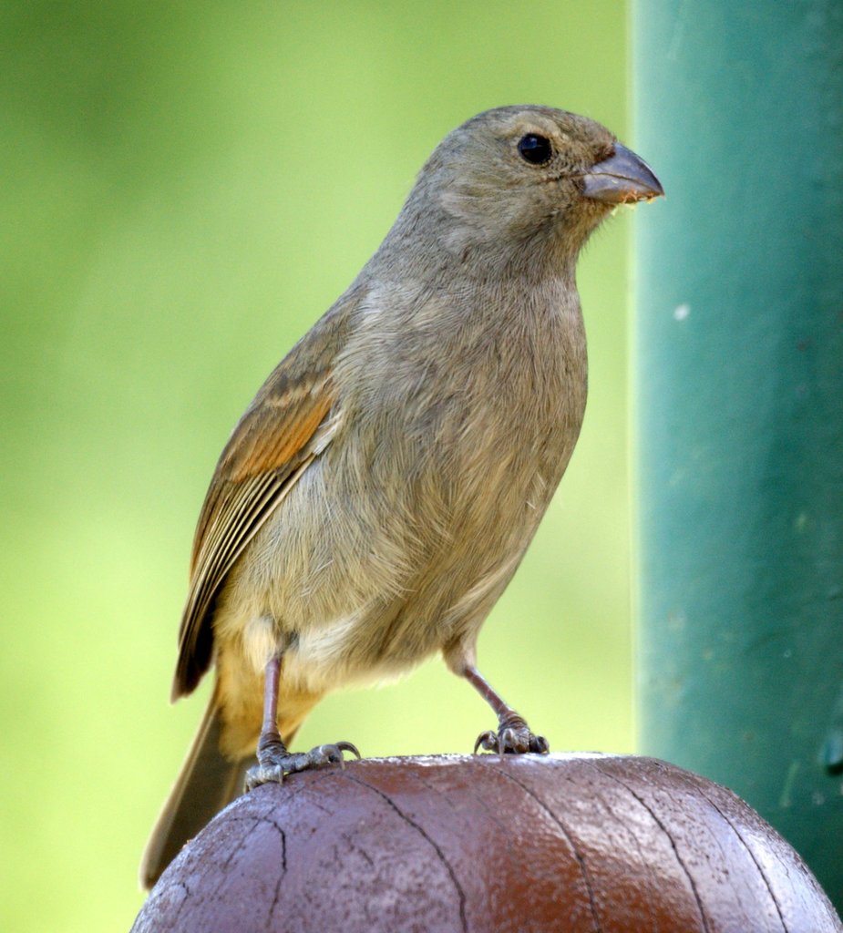 Lesser Antillean Bullfinch