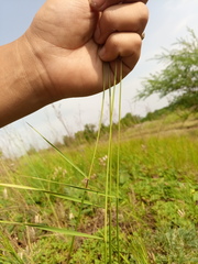 Pseudoroegneria stipifolia
