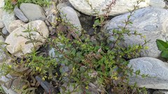 Rorippa cantoniensis