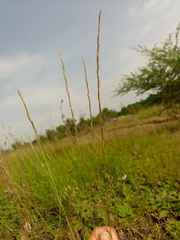 Pseudoroegneria stipifolia