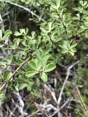 Psoralea bracteolata