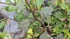 Rorippa cantoniensis