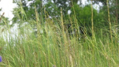 Pseudoroegneria stipifolia