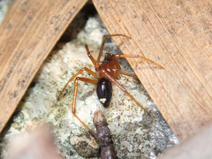 Stemmops nigrabdomenus