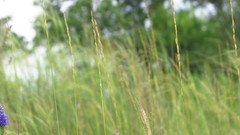 Pseudoroegneria stipifolia