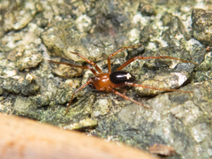 Stemmops nigrabdomenus