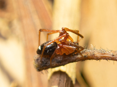 Stemmops nigrabdomenus