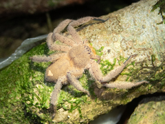 Heteropoda pingtungensis