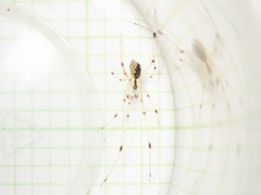 Thwaitesia margaritifera