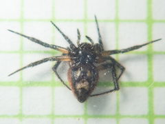 Emertonella taczanowskii