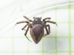 Emertonella taczanowskii