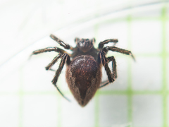 Emertonella taczanowskii