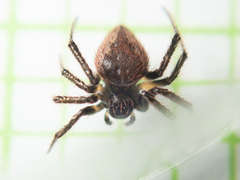 Emertonella taczanowskii