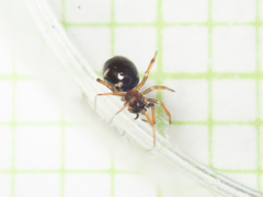 Steatoda erigoniformis