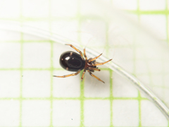 Steatoda erigoniformis
