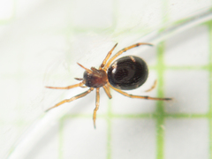 Steatoda erigoniformis
